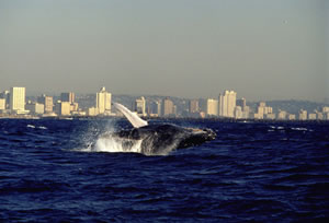 Whales